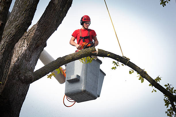 Professional Tree Services in Albion, NY
