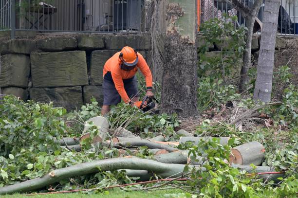 How Our Tree Care Process Works  in  Albion, NY